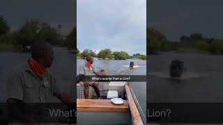 Hippo chases boat 😨 safari boat hippo [upl. by Blumenfeld]