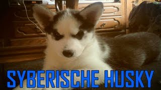 Syberische Husky [upl. by Tarryn]