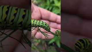 Swallowtail caterpillar [upl. by Bilow]