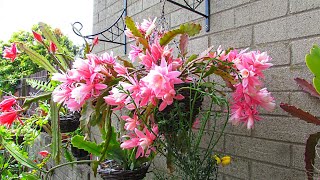 My Epiphyllum German Empress  Disocactus phyllanthoides with a bouquet of Blooms [upl. by Learrsi]