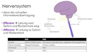 Nervensystem  Einführung für Biologie und Medizin [upl. by Hildick]