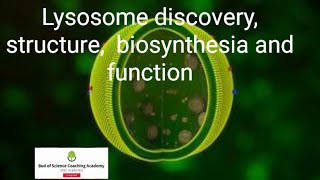 Lysosomes structure diacovery formation and function  MDCAT  easy biology [upl. by Nylloc]