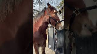 Clydesdale Horse Visits Vet shorts equine clydesdale draft rescuehorse horse horselife [upl. by Nnylasor]