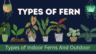 Types Of Ferns With Pictures And Names In English Vocabulary  Indoor Ferns  Outdoor Ferns [upl. by Balac]