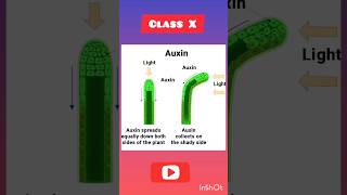 How Auxin Hormone works l CBSE Class X [upl. by Narik839]