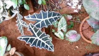 My Caladium Collection [upl. by Clayberg]