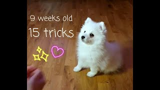 Puppy 9 weeks 15 tricks  Japanese Spitz [upl. by Newcomb]