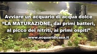 Avviare un acquario di acqua dolce quotLA MATURAZIONE primi batteri picco dei nitriti primi ospitiquot [upl. by Nodnarb]