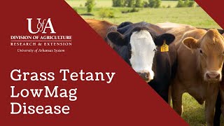 Grass Tetany Low Magnesium Disease in Cattle and other Livestock [upl. by Akinek]