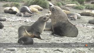 Fur seal mating ritual [upl. by Abeu833]