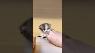 cute kittens video kitten cats cute cuteanimals 283 [upl. by Jacquelyn877]