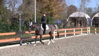 Blood Stem Cells  Simmer 23 years old horse catastrophic flexor tendon lesion [upl. by Ibbor149]