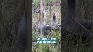 Greylag goose grass bird raisinggeese [upl. by Leinahtan114]