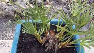 Serenoa repens  Saw Palmetto palm tree  May 18 2013 [upl. by Beebe]