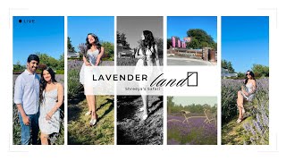 🪻Lavender Wonderland🌿lavender wonderland lavenderfields naturevibes flowerfield heaven farm [upl. by Annad]