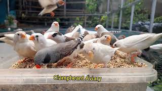 Finch colony aviary  emprit koloni sarapan pagi [upl. by Turnheim358]