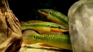 Lugubria zebrina ex Crenicichla zebrina wild bij Aquarium Speciaalzaak Utaka [upl. by Ha]