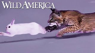 Wild America  S9 E1 Bobcat  Full Episode HD [upl. by Bethena]