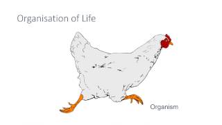 Principles of Organisation [upl. by Esinet]