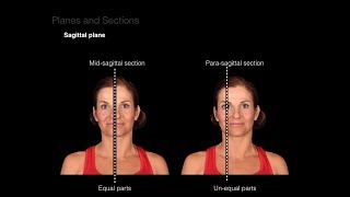 Introduction to Anatomy [upl. by Stortz]