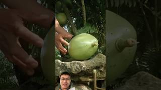 Harvest strange fruits in the garden sonasmr [upl. by Hcra]