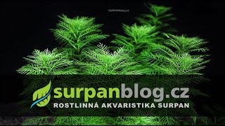 Myriophyllum mattogrossense  Stolístek z Matto Grosse  Akvarijní rostliny  SURPANcz [upl. by Amak396]