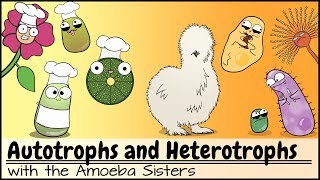 Autotrophs and Heterotrophs [upl. by Ativel]