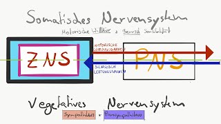 Gliederung des Nervensystems [upl. by Pastelki]