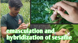 Emasculation and hybridization of sesame  sesame emasculation  how to hand emasculation [upl. by Dorraj]