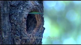 Himalayan Barbet visiting its chicks [upl. by Oiled]