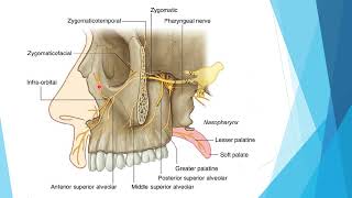 6 pterygopalatine fossae [upl. by Anecusa563]