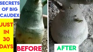 How to make big Caudex of Adenium Plant in very short time [upl. by Jard]