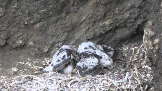 Peregrine falcon feeding young Day 34 selffeeding [upl. by Anpas]