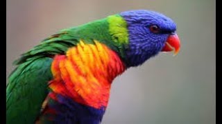 Beautiful Australian Rainbow Lorikeet  Native Australian Birds Lorikeet Parrot 🦜 [upl. by Henriette]