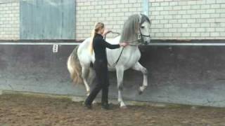 Piaffe  Dressage horse  Academical Training [upl. by Lianna100]