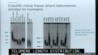 Telomerase and the Consequences of Telomere Dysfunction [upl. by Atiz516]