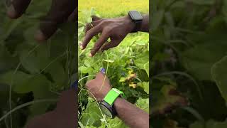 சங்கு பூ 🪻கருவிளை ✌️ Clitoria ternatea✌️Biology ✌️ kanyakumari shorts viral biology [upl. by Nonnel611]