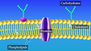 Cell Membrane Structure and Function [upl. by Wernher920]