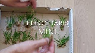 Elecharis Mini [upl. by Stuart]