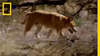 Kangaroo vs Dingo  National Geographic [upl. by Holly-Anne]