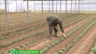 Coltivare insieme 4  La coltivazione del pomodoro in struttura protetta in provincia di Firenze [upl. by Fihsak]