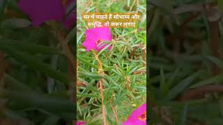 Portulaca Grandiflora gardeningideas rooftopgarden goodvibes trendingshorts trendingshortsindia [upl. by Mohammed]