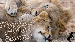 Film animalier 4K faune sauvage avec musique apaisante soothing music for relaxing [upl. by Inaffyt476]