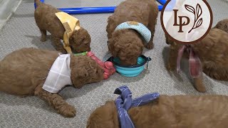 Meet Hazels F1b Goldendoodle Puppies [upl. by Kemeny742]