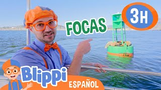 Blippi encuentra focas en el mar🦭🌊 Blippi Español  Videos educativos para niños Aprende y Juega [upl. by Callery]