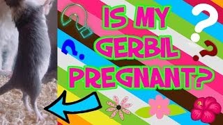 How To Tell If Your Gerbil Is Pregnant [upl. by Lear931]