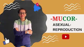 LECTURE 49BIOLOGY XI BIOLOGICAL CLASSIFICATION FUNGI MUCORASEXUAL REPRODUCTION [upl. by Baruch]