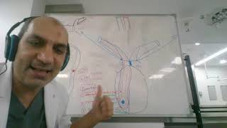 Spermatic cord Foundation A12 Live lecture [upl. by Aicirt145]