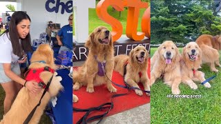 Sterling And Colin The Goldens Go To Woofstock [upl. by Lleuqram]