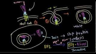 Corynebacterium diptheriae treatment [upl. by Elfrida]